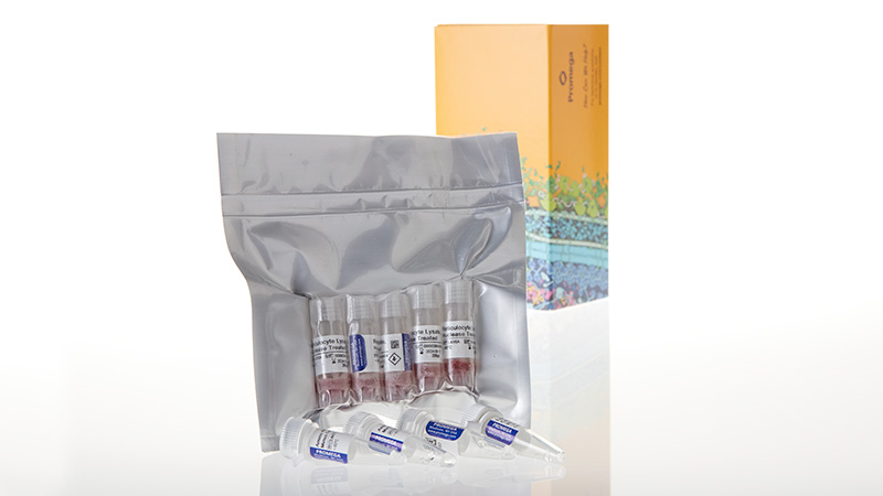 Rabbit Reticulocyte Lysate, Nuclease-Treated