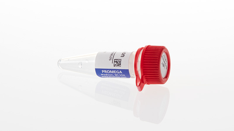 LgBiT Expression Vector and Stable Cell Line