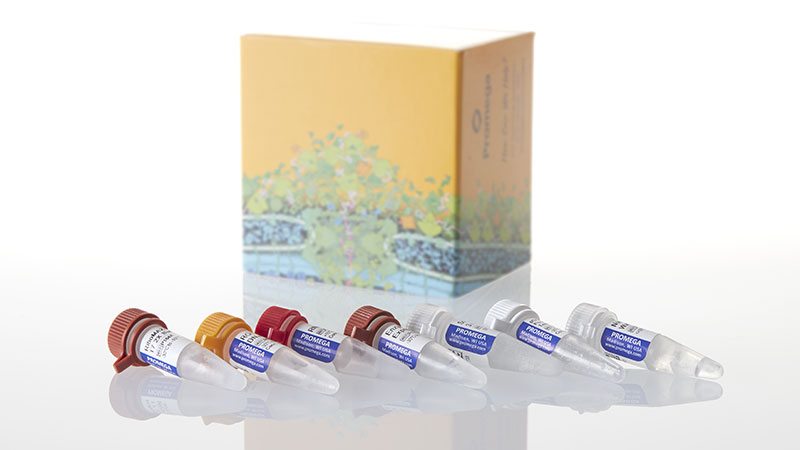 T7 RiboMAX™ Express RNAi System