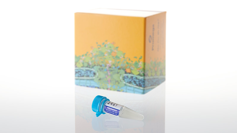 Bacterial Strain JM109(DE3)