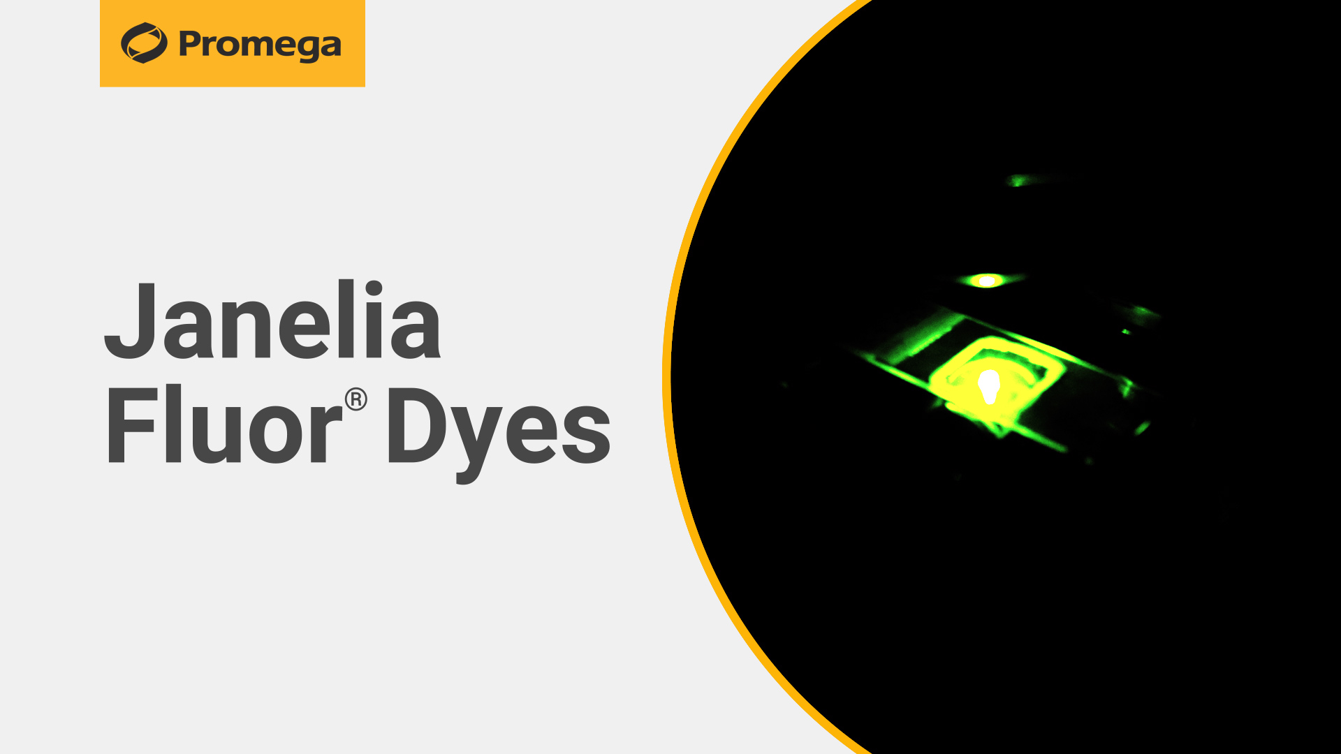 Janelia Fluor® HaloTag® Ligands | Janelia 蛍光色素 | 細胞イメージング