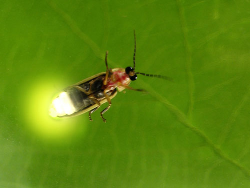 bioluminscence-feature-article-images-r1-8b