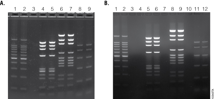 Promega BenchTop Markers and Ladders perform well in standard and precast agarose gels. 10343TA_700px