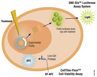 ONE-Glo™ + Tox Luciferase Reporter and Cell Viability Assay