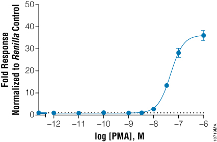 Additional Signaling Pathway Analysis Response Element Firefly