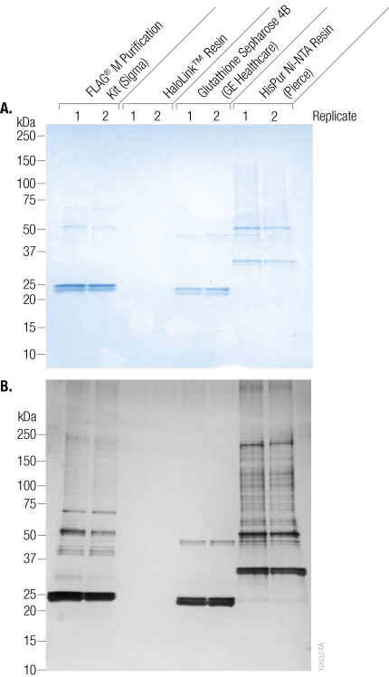Coomassie® blue-stained (top panel) and silver-stained (lower panel) SDS-PAGE gels comparing nonspecific binding of nonmagnetic resins.