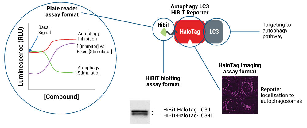 Autophagy Assay | LC3 | Autophagic Flux Assay | Promega
