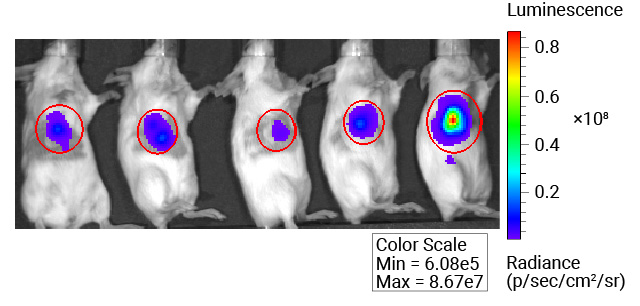 Nano-Glo® Fluorofurimazine In Vivo Substrate (FFz)
