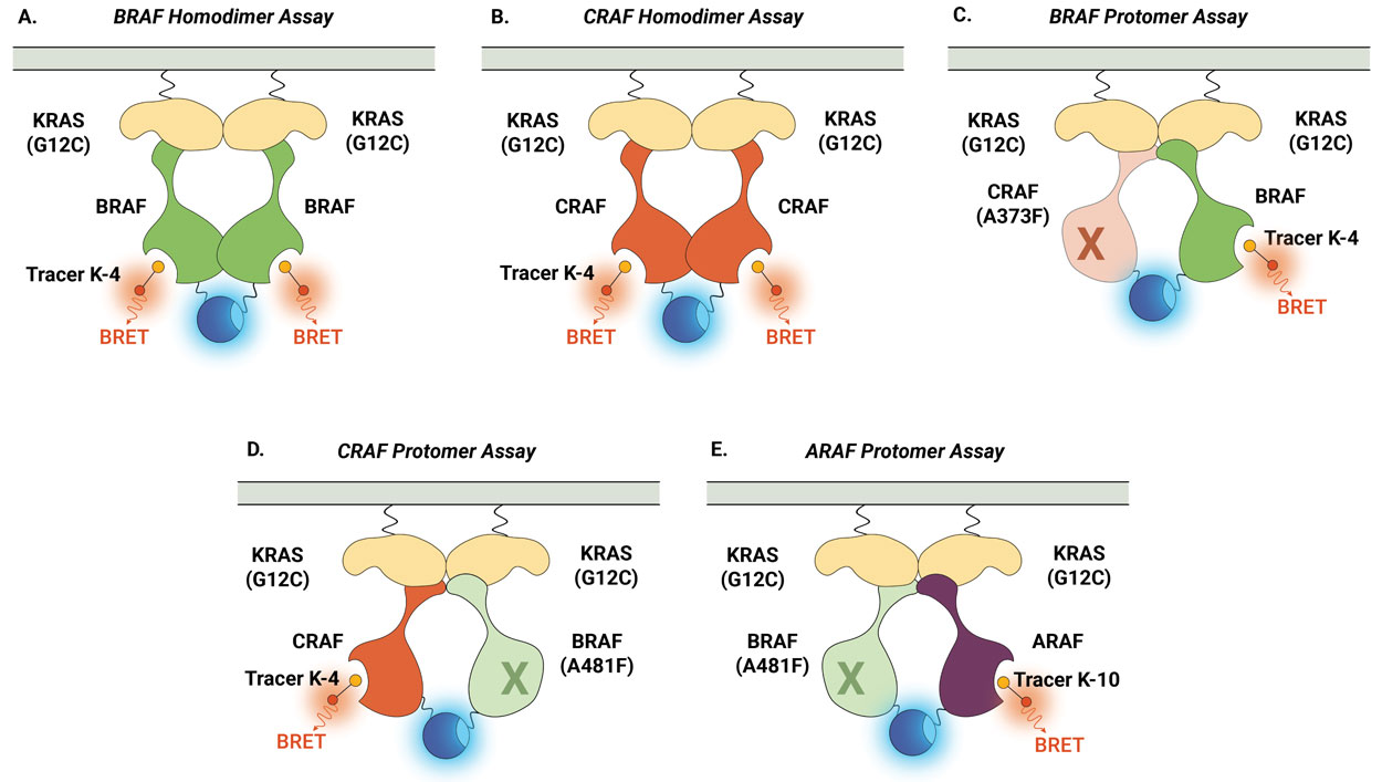 18680ta-Illustration of evaluating target engagement at RAF homodimers and RAF protomers in RAF heterodimers
