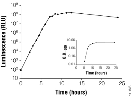 Evaluating bacterial growth using the BacTiter-Glo Assay.