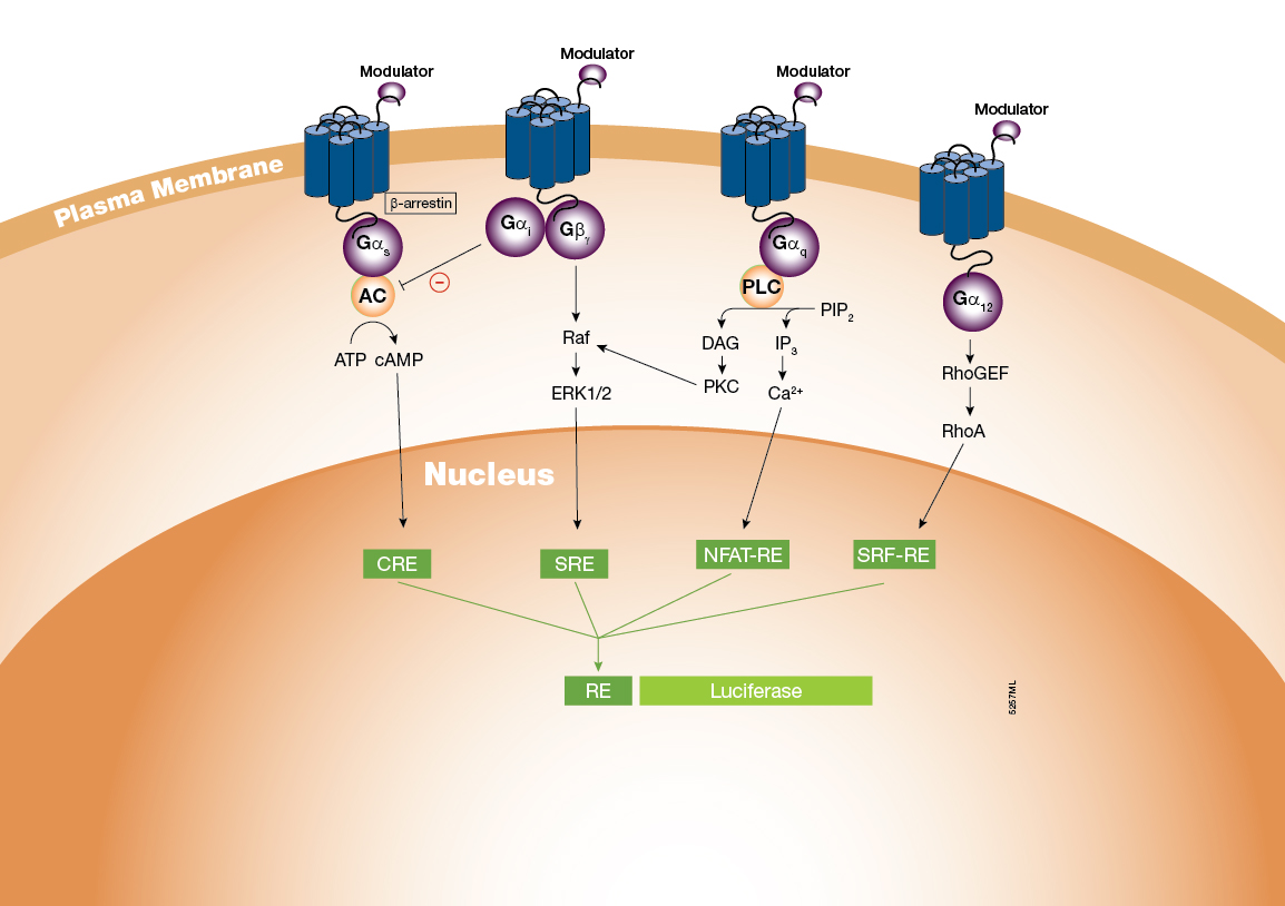 Additional Signaling Pathway Analysis Response Element Firefly
