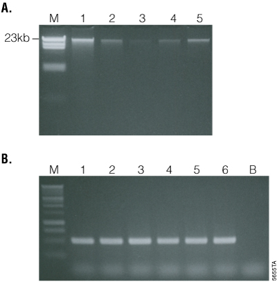 Maxwell® 16 Tissue DNA Purification Kit