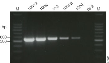 Amplification of the Kanamycin Positive Control Template from the Reverse Transcription System by two-step RT-PCR.