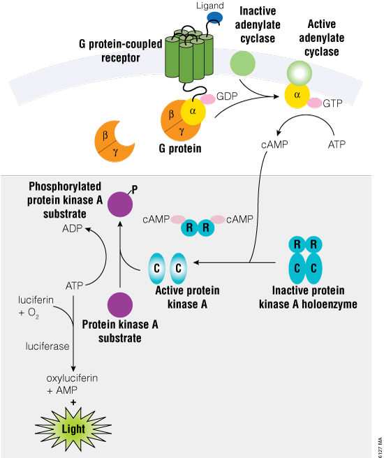 Representation of cAMP production in cells and the cAMP-Glo and cAMP-Glo Max Assays.