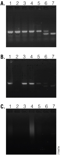 Results of mouse tail genotyping using the NBS gene.