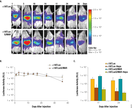Analysis of luciferase activity in mice at different times after adminstration of p&alpha;ATLuc and p&alpha;ATLucSMAR.