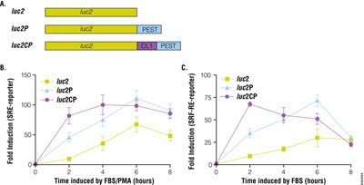 Rapid Response luciferases speed response, cut time.