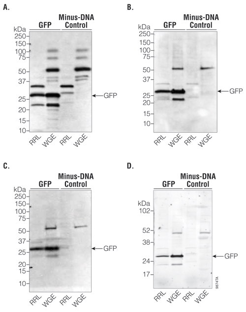 Figure comprised of four Western blots showing detection of GFP expressed in RRL- and WGE-based expression systems. 