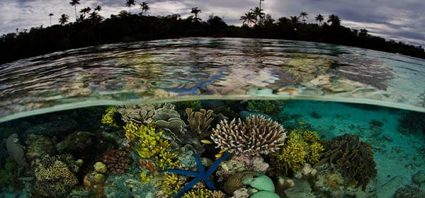 Threatened Ecosystems Supported by Revive and Restore's Efforts